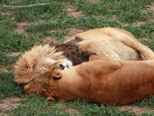 cuddling-lions